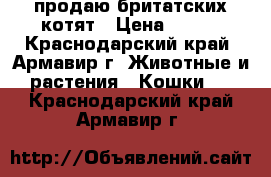 продаю бритатских котят › Цена ­ 500 - Краснодарский край, Армавир г. Животные и растения » Кошки   . Краснодарский край,Армавир г.